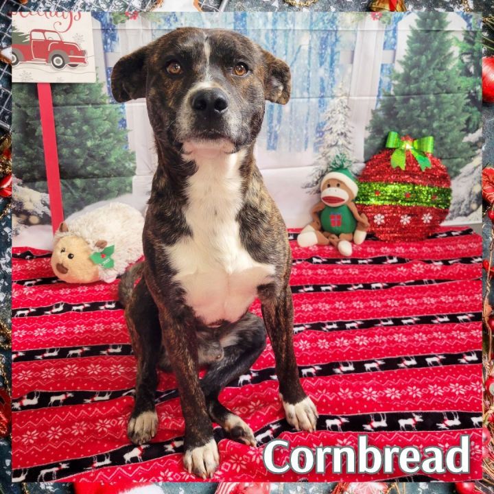 Cornbread, an adoptable Mixed Breed in Daingerfield, TX_image-2