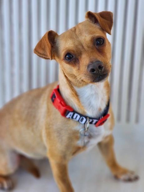Kiki, an adoptable Dachshund & Terrier Mix in Anaheim Hills, CA_image-2