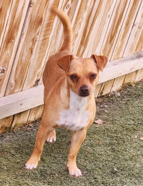 Kiki, an adoptable Dachshund & Terrier Mix in Anaheim Hills, CA_image-3