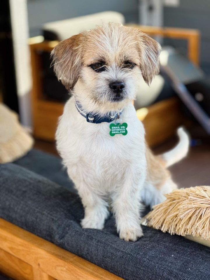 Ludwig Kyle von Beethoven (Beethoven), an adopted Terrier Mix in Charlotte, NC_image-2