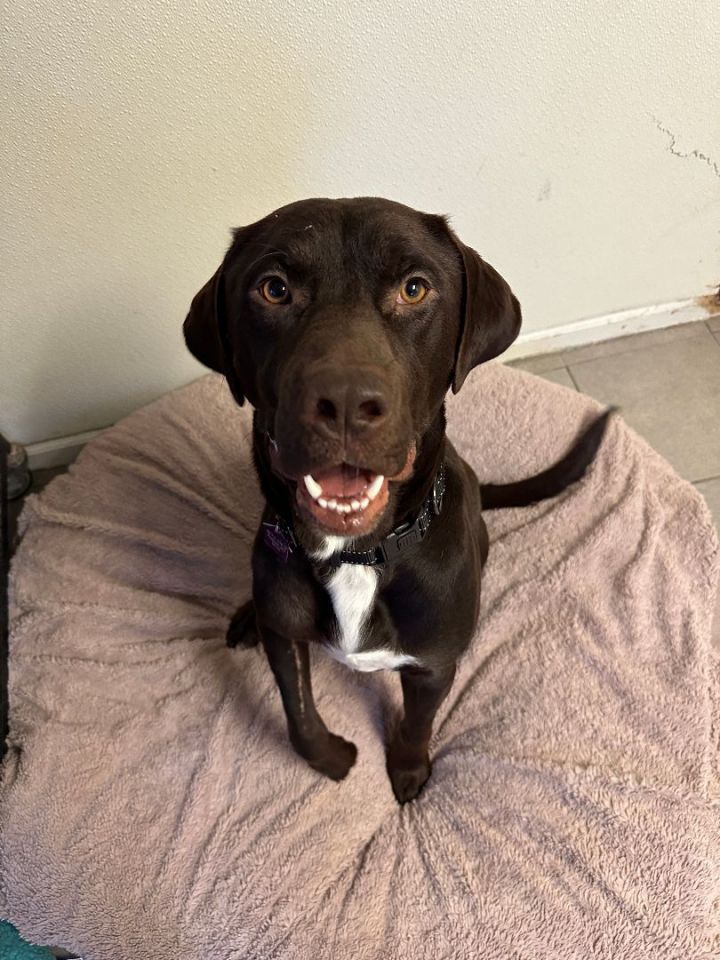 Thornton, an adoptable Chocolate Labrador Retriever Mix in Kansas City, MO_image-4