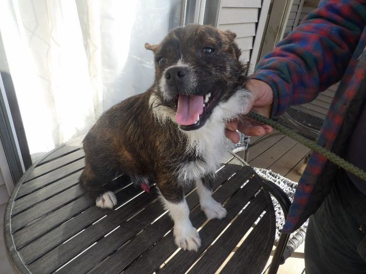 Dog for adoption - Rocky, a Boston Terrier &amp; Jack Russell Terrier Mix