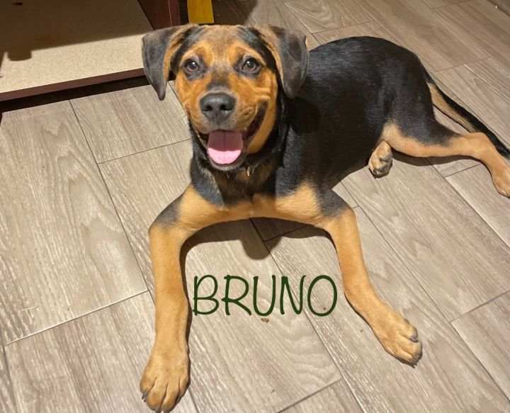 Rio, an adoptable Hound in Baker, LA_image-1