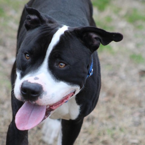 Kovi, an adoptable Mixed Breed in Gloucester, VA_image-1