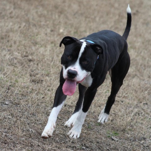 Kovi, an adoptable Mixed Breed in Gloucester, VA_image-2