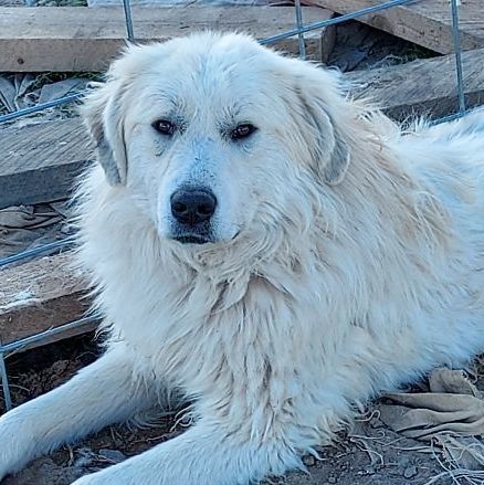 Simone, an adoptable Great Pyrenees in GUERNSEY, WY, 82214 | Photo Image 1