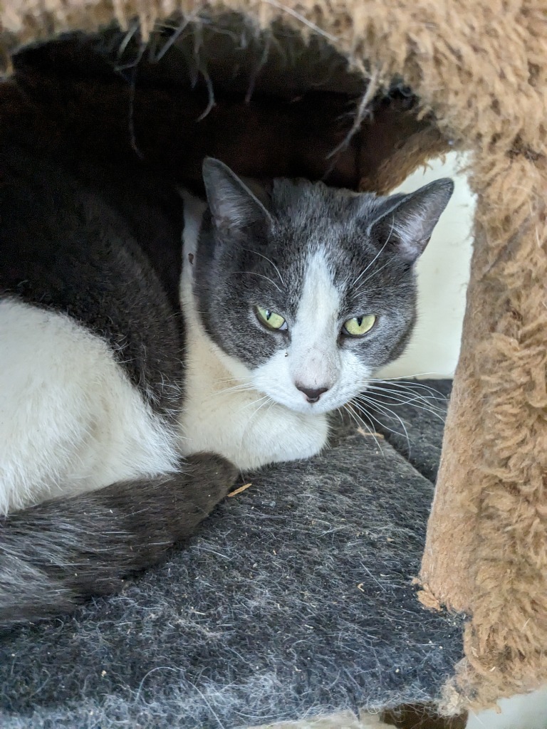 Hamlet, an adoptable Domestic Short Hair in Brainardsville, NY, 12915 | Photo Image 1