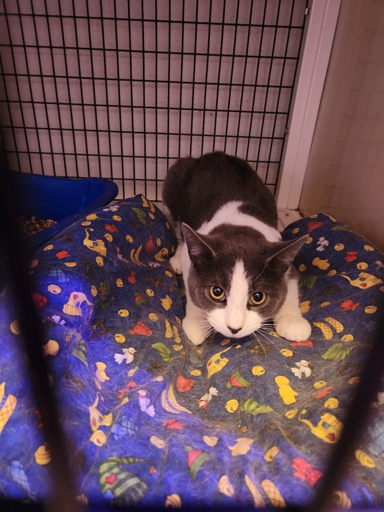 Hamlet, an adoptable Domestic Short Hair in Brainardsville, NY, 12915 | Photo Image 2