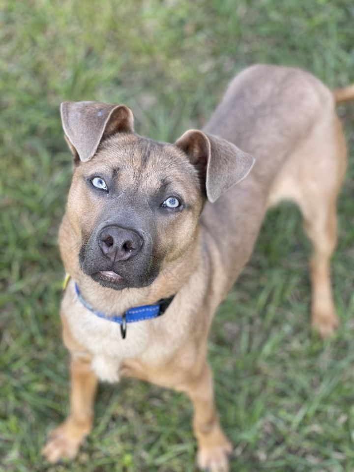 Dog for adoption - BoiFren, a Husky & Black Mouth Cur Mix in New ...