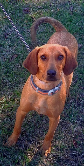 Beau