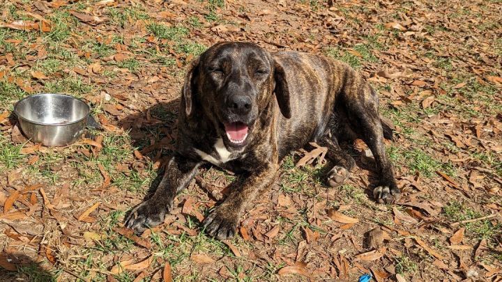 TRUDY DUDY, an adoptable Mountain Cur Mix in Fosters, AL_image-1