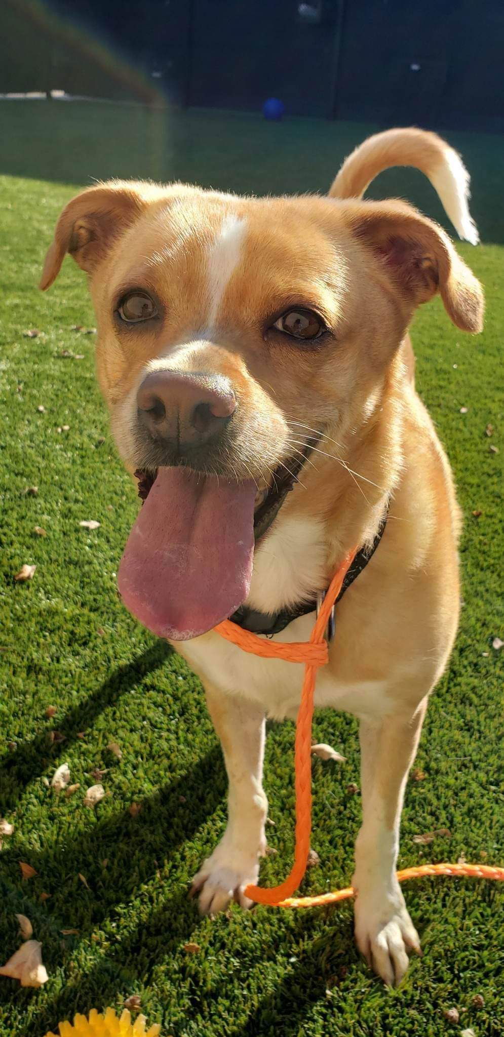 Bella 2, an adoptable Basenji in Anchorage, AK, 99503 | Photo Image 1