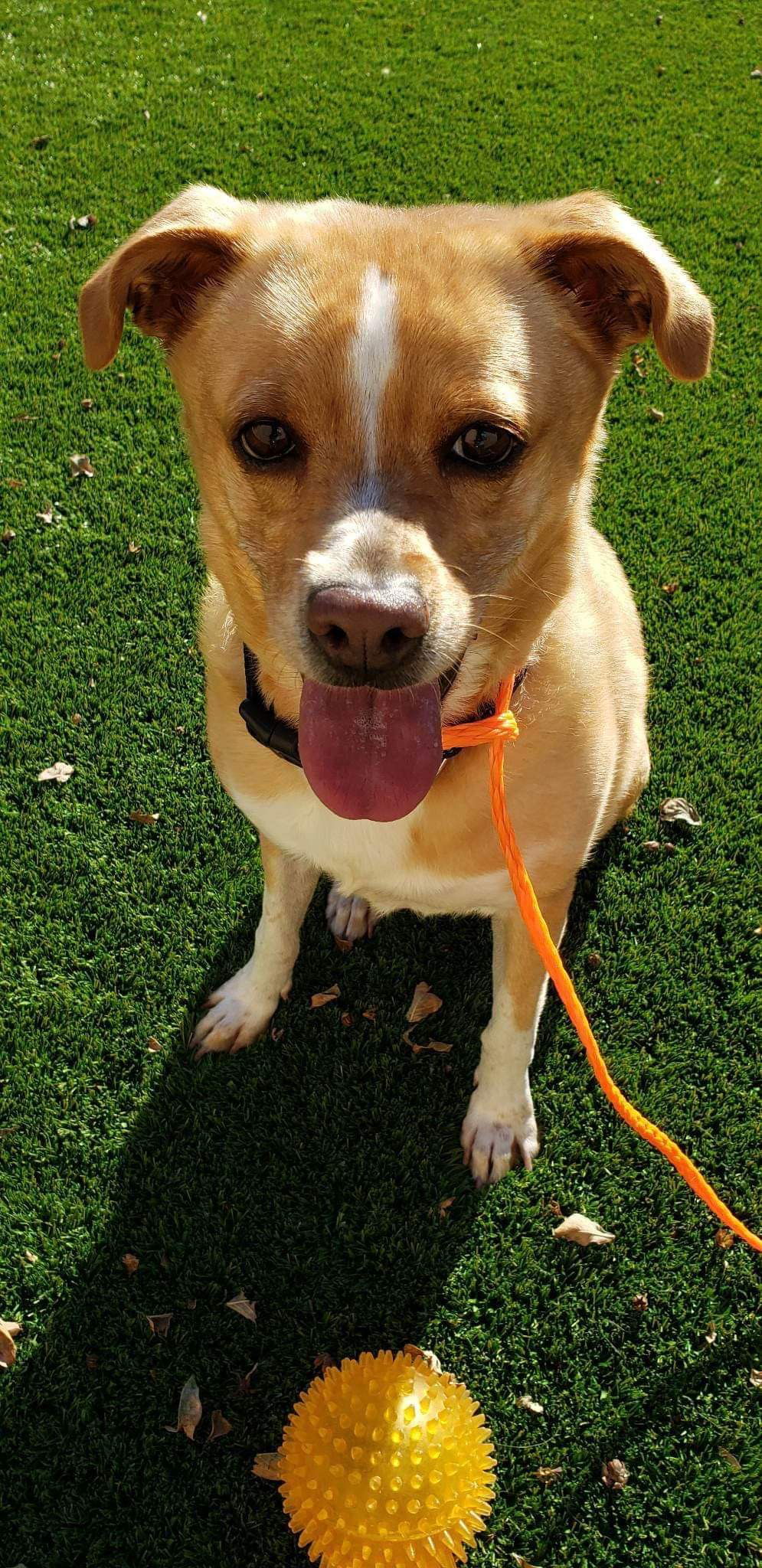 Bella 2, an adoptable Basenji in Anchorage, AK, 99503 | Photo Image 2