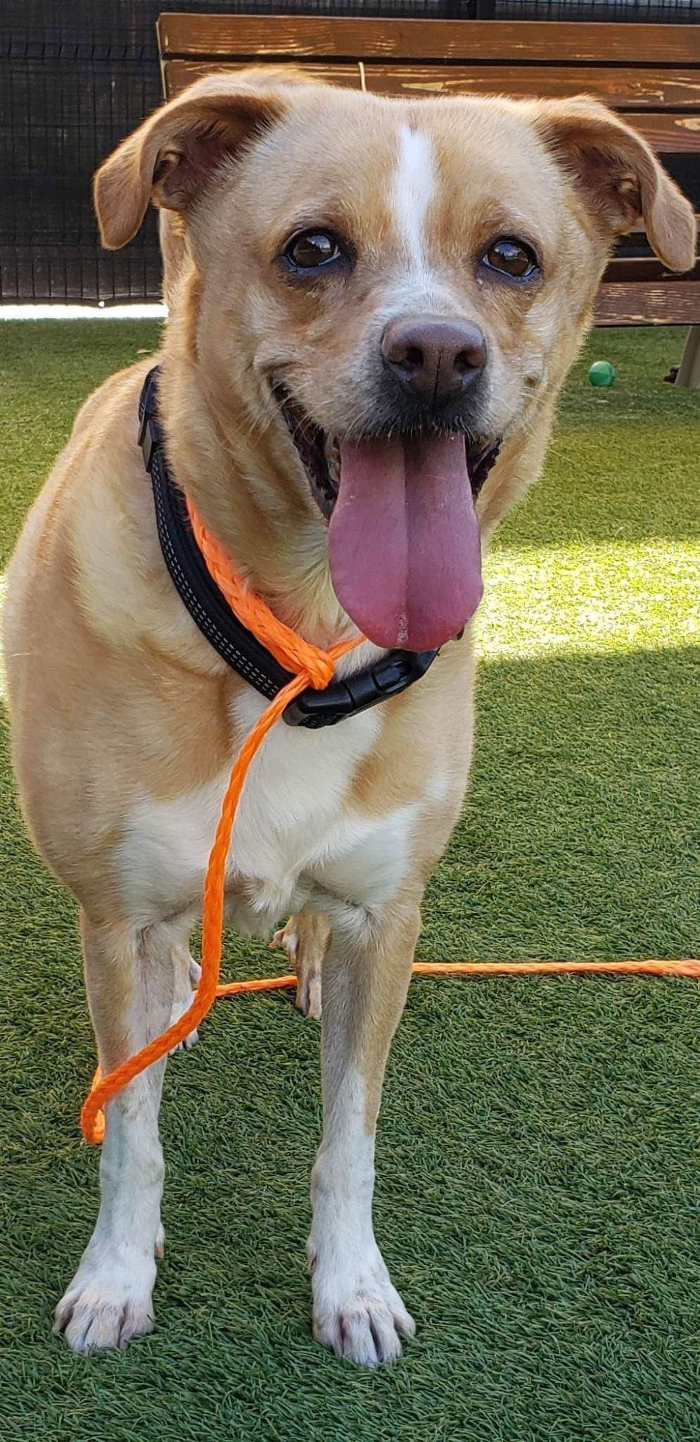 Bella