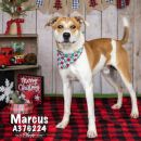 MARCUS's profile on Petfinder.com
