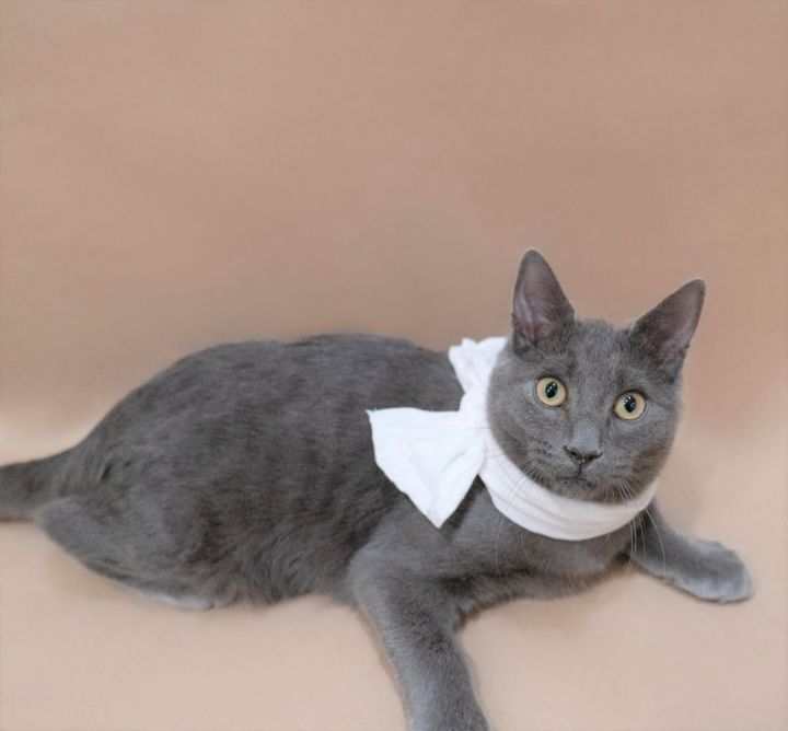 Wilbur, an adopted Domestic Short Hair in Rochester, NY_image-1