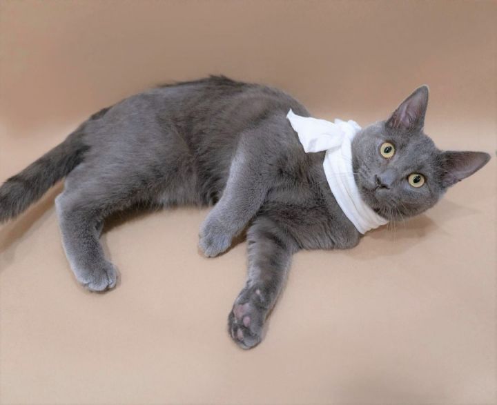 Wilbur, an adopted Domestic Short Hair in Rochester, NY_image-3