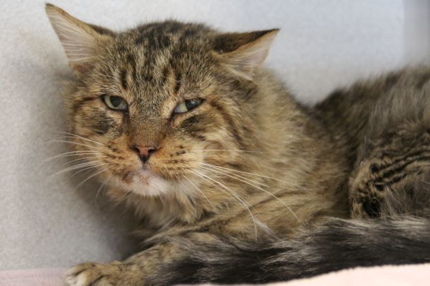 ARCHER*, an adoptable Domestic Long Hair in Tucson, AZ, 85745 | Photo Image 1