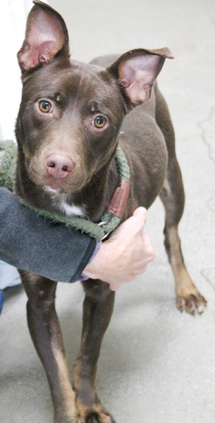 Rowdy, an adoptable Shepherd & Pit Bull Terrier Mix in Carrollton, GA_image-2