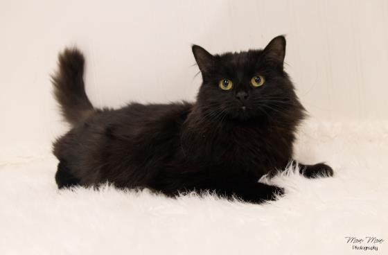 TASH, an adoptable Domestic Medium Hair in Saskatoon, SK, S7K 3S9 | Photo Image 1