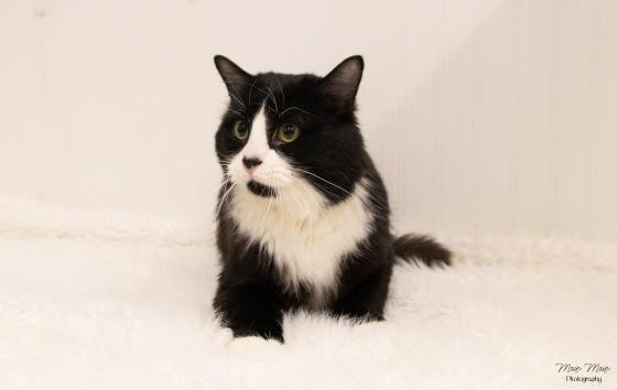 WESLEY, an adoptable Domestic Long Hair in Saskatoon, SK, S7K 3S9 | Photo Image 1