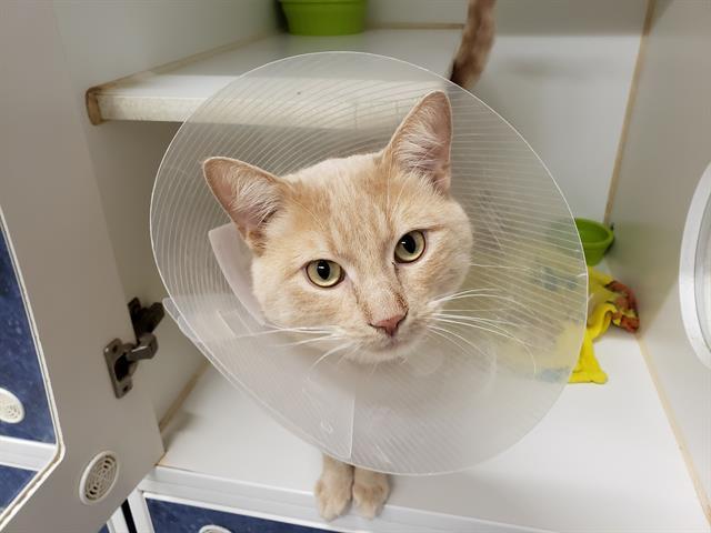 POLLOCK, an adoptable Domestic Short Hair in Saskatoon, SK, S7K 3S9 | Photo Image 1