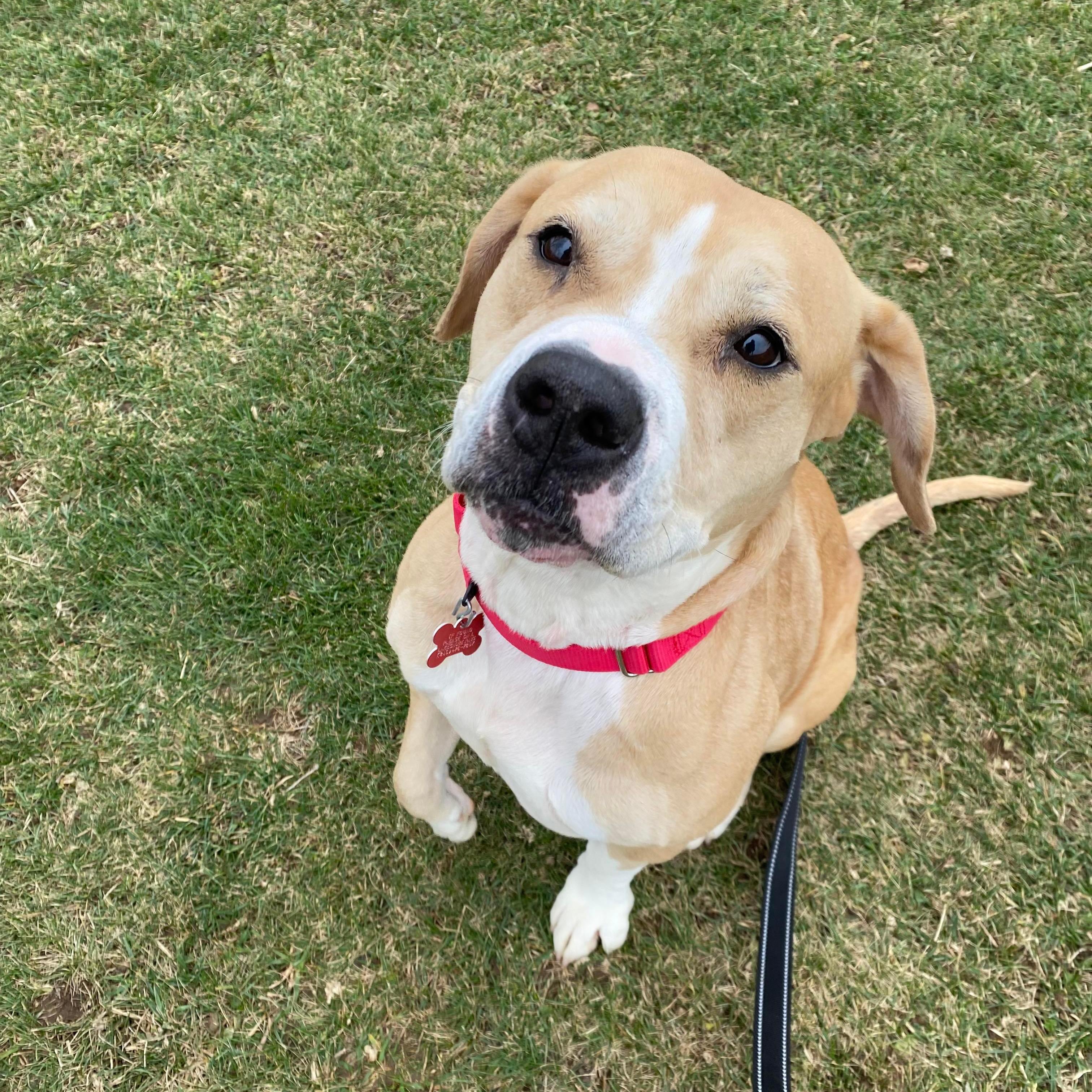 Caroline, an adoptable American Staffordshire Terrier, Beagle in Valparaiso, IN, 46383 | Photo Image 1