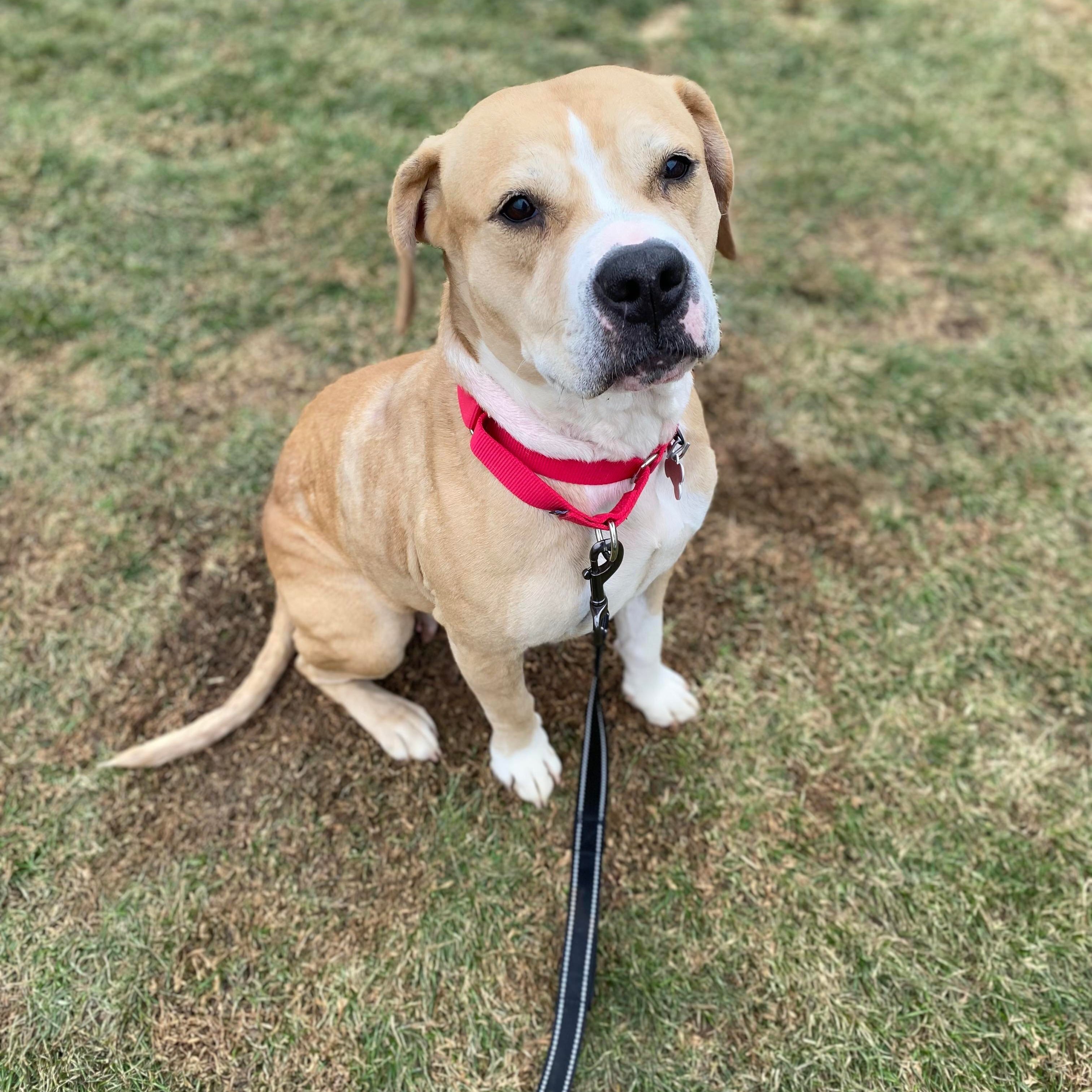 Caroline, an adoptable American Staffordshire Terrier, Beagle in Valparaiso, IN, 46383 | Photo Image 2