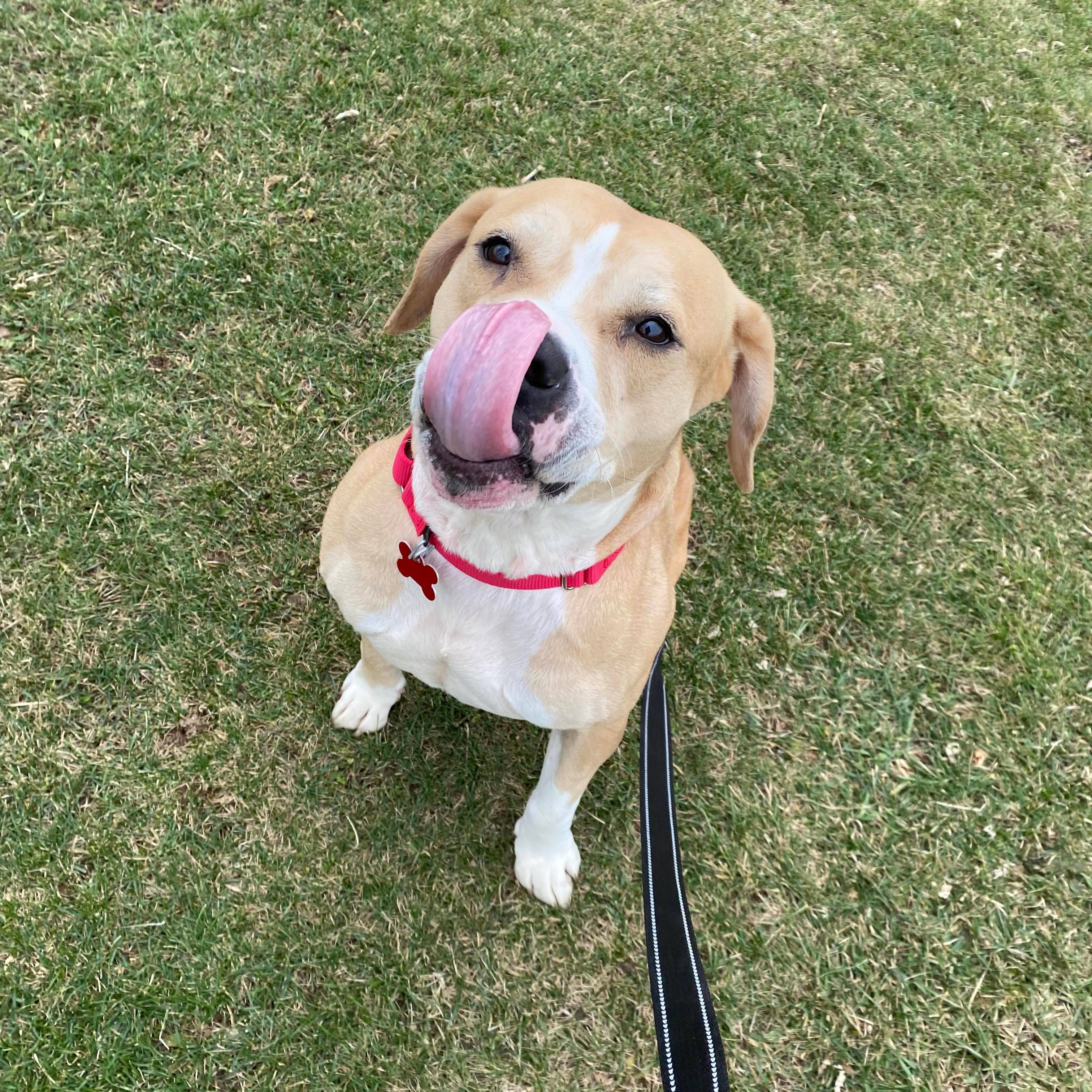 Caroline, an adoptable American Staffordshire Terrier, Beagle in Valparaiso, IN, 46383 | Photo Image 3