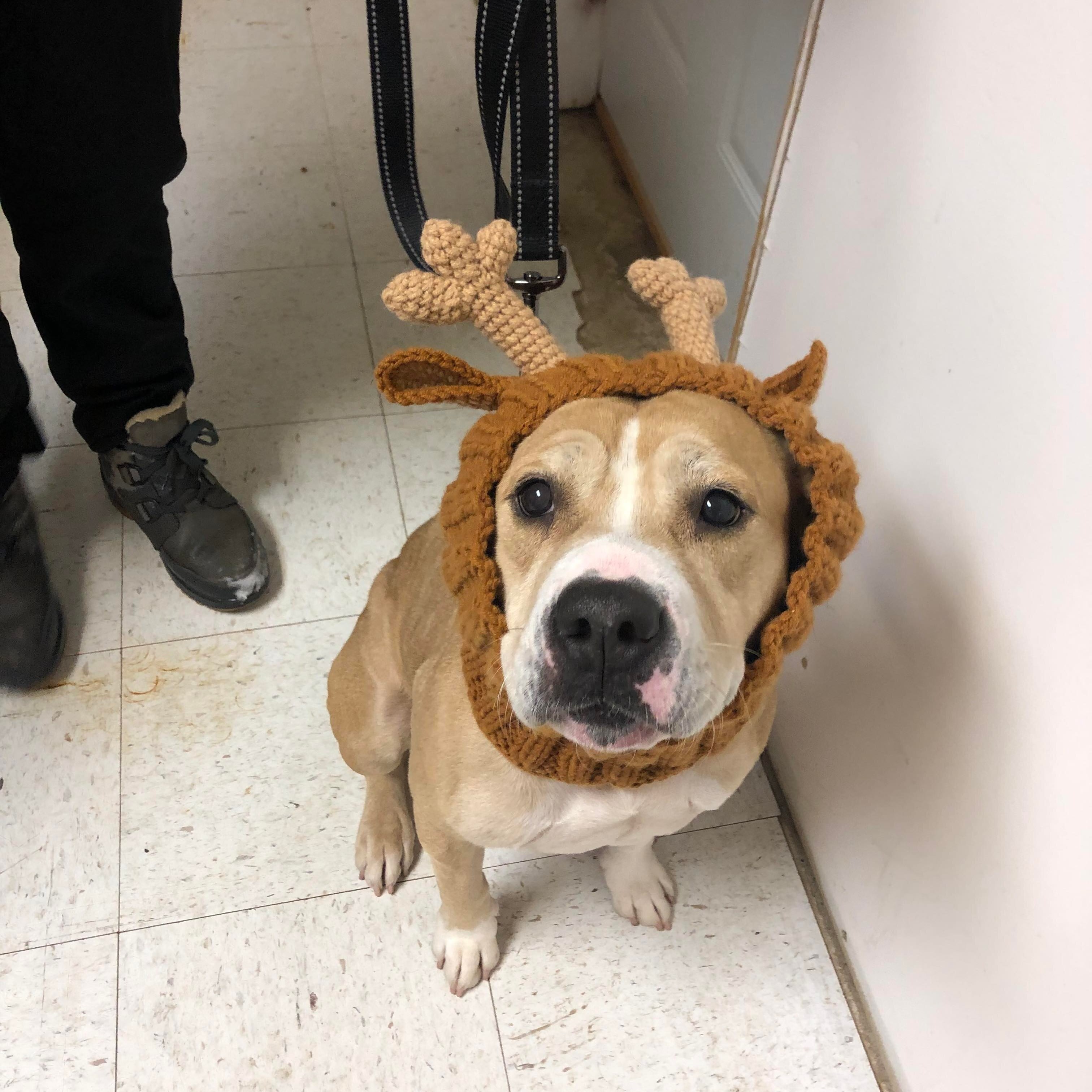 Caroline, an adoptable American Staffordshire Terrier, Beagle in Valparaiso, IN, 46383 | Photo Image 4
