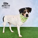 ELLIE's profile on Petfinder.com