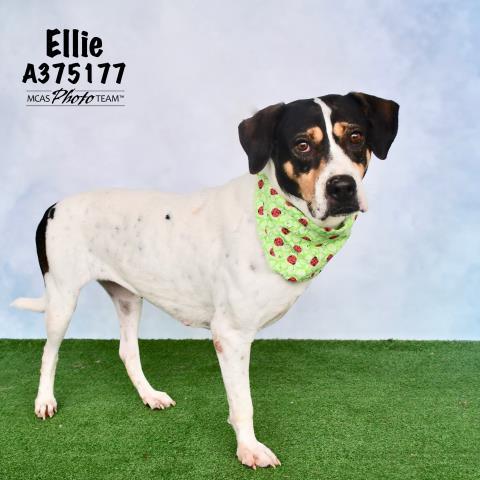 ELLIE 1