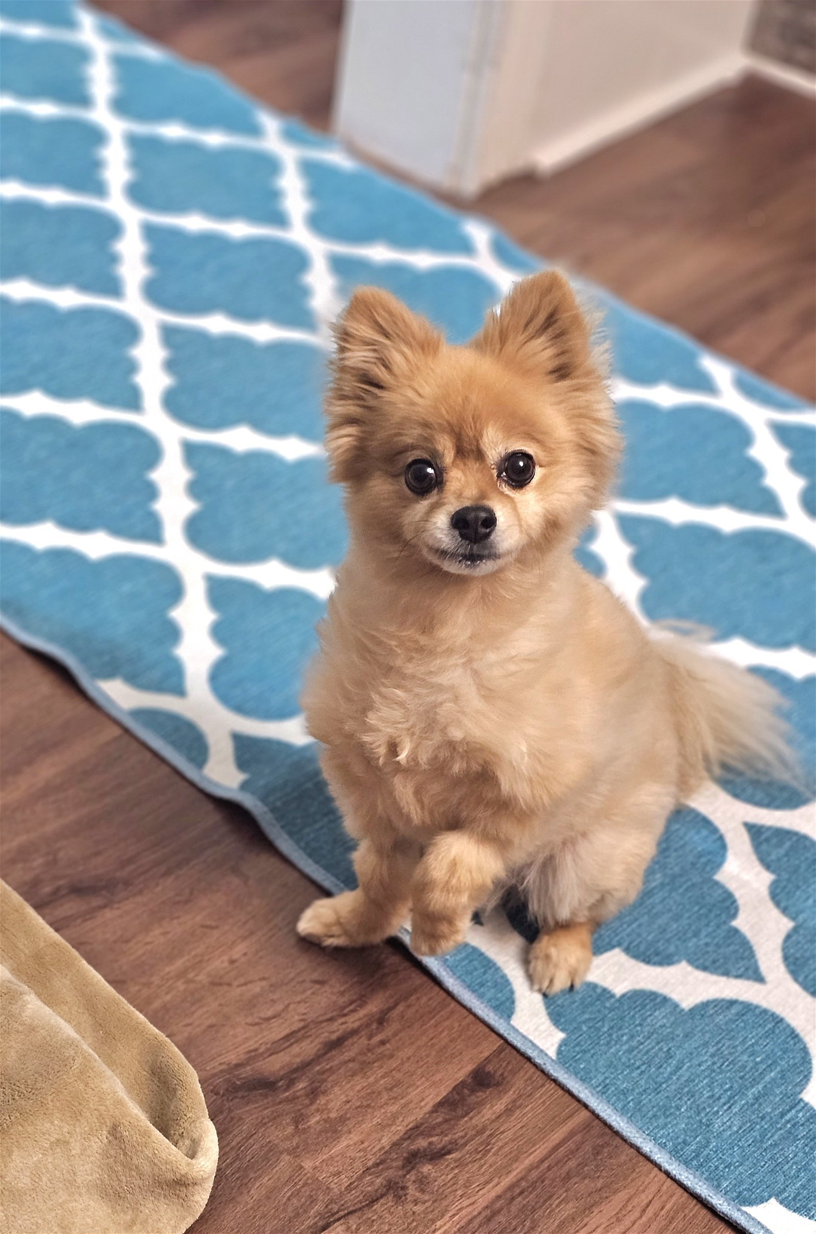 Gino, an adoptable Pomeranian in Lebanon, PA, 17046 | Photo Image 1