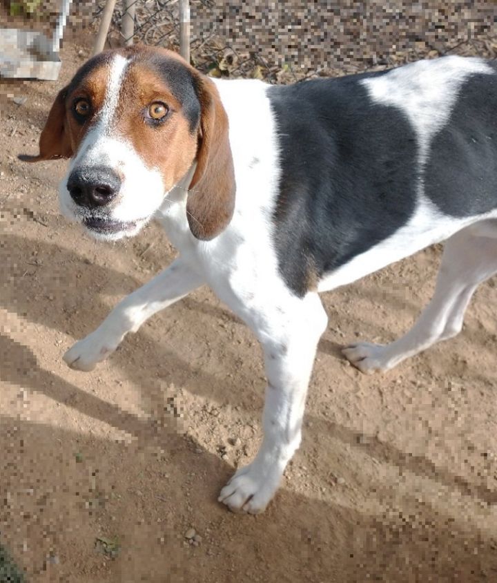 Rascal 1