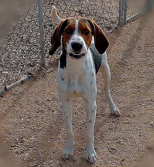 Rascal, an adoptable Treeing Walker Coonhound in Apple Valley, CA_image-2