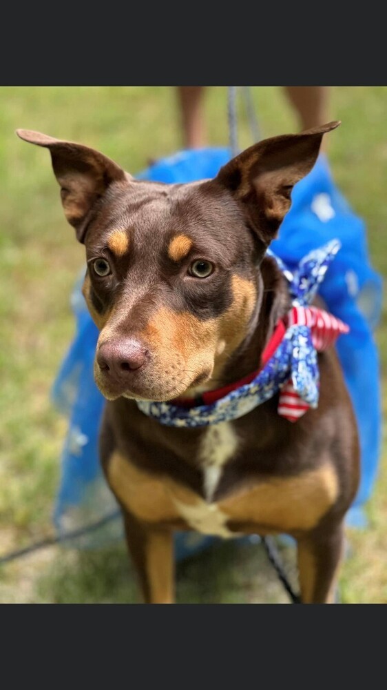 Bindi, an adoptable Terrier Mix in Lakeland, FL_image-1