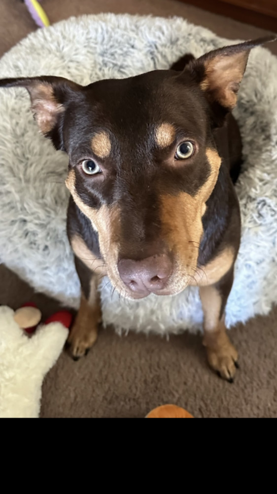 Bindi, an adoptable Terrier Mix in Lakeland, FL_image-4