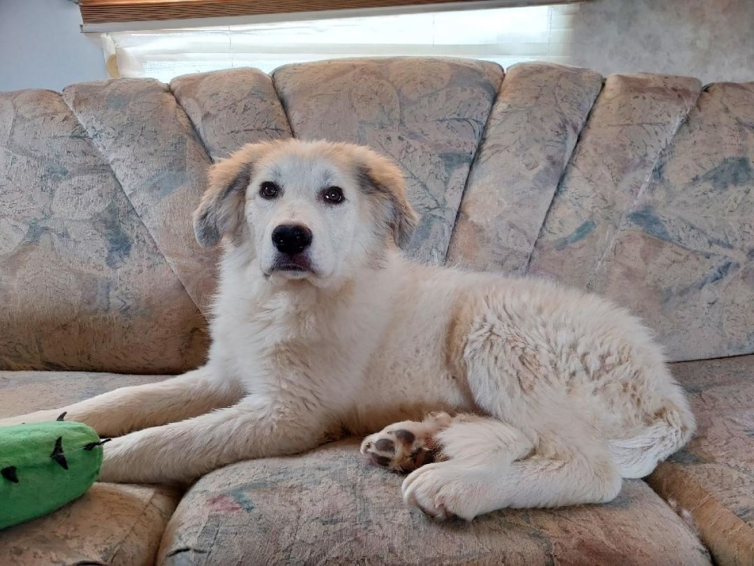 Spunky Brewster, an adoptable Great Pyrenees in GUERNSEY, WY, 82214 | Photo Image 3