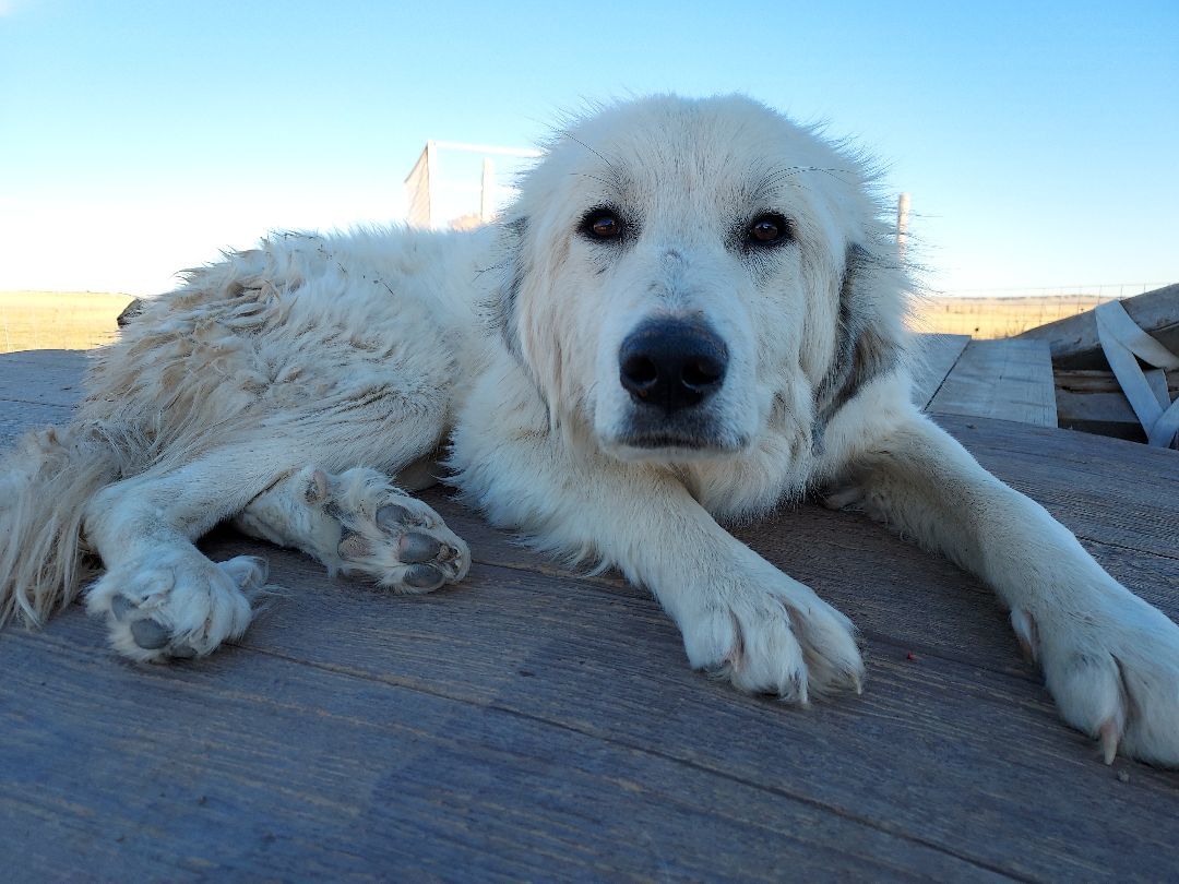 Spunky Brewster, an adoptable Great Pyrenees in GUERNSEY, WY, 82214 | Photo Image 1