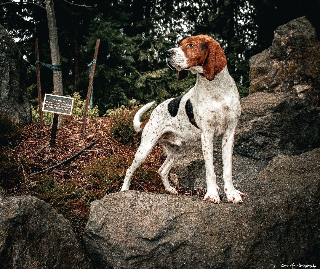 Java, an adoptable Treeing Walker Coonhound in Port Angeles, WA, 98363 | Photo Image 2