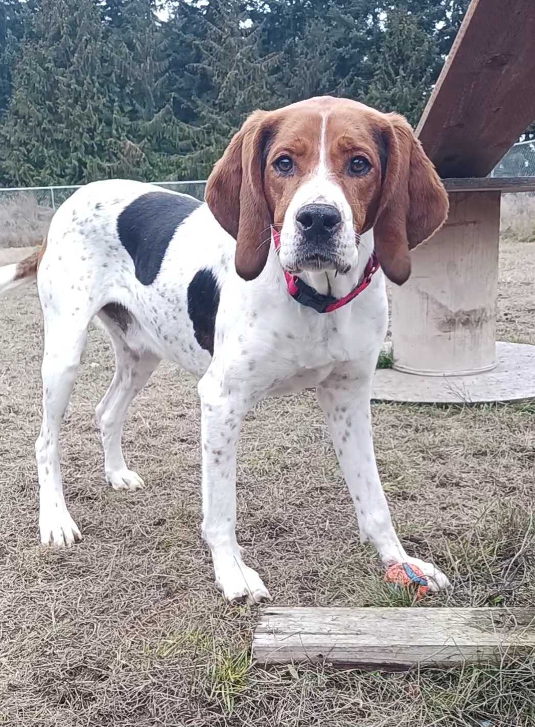 Java, an adoptable Treeing Walker Coonhound in Port Angeles, WA, 98363 | Photo Image 3