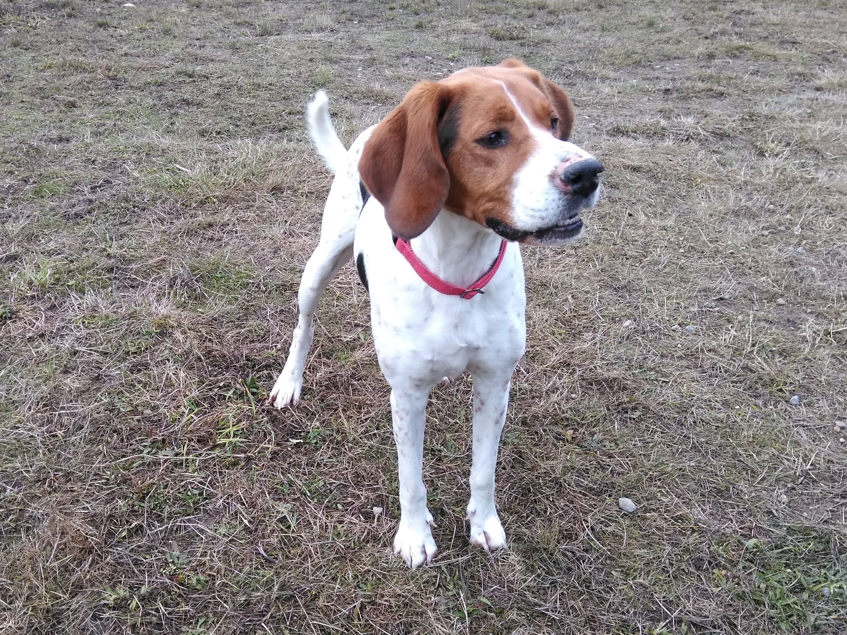 Java, an adoptable Treeing Walker Coonhound in Port Angeles, WA, 98363 | Photo Image 4