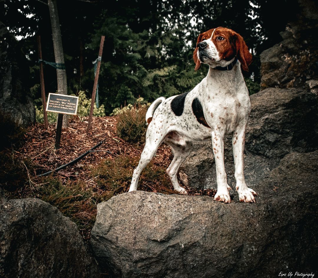 Java, an adoptable Treeing Walker Coonhound in Port Angeles, WA, 98363 | Photo Image 1