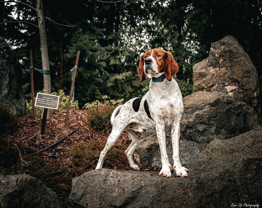 Java, an adoptable Treeing Walker Coonhound in Port Angeles, WA, 98363 | Photo Image 5