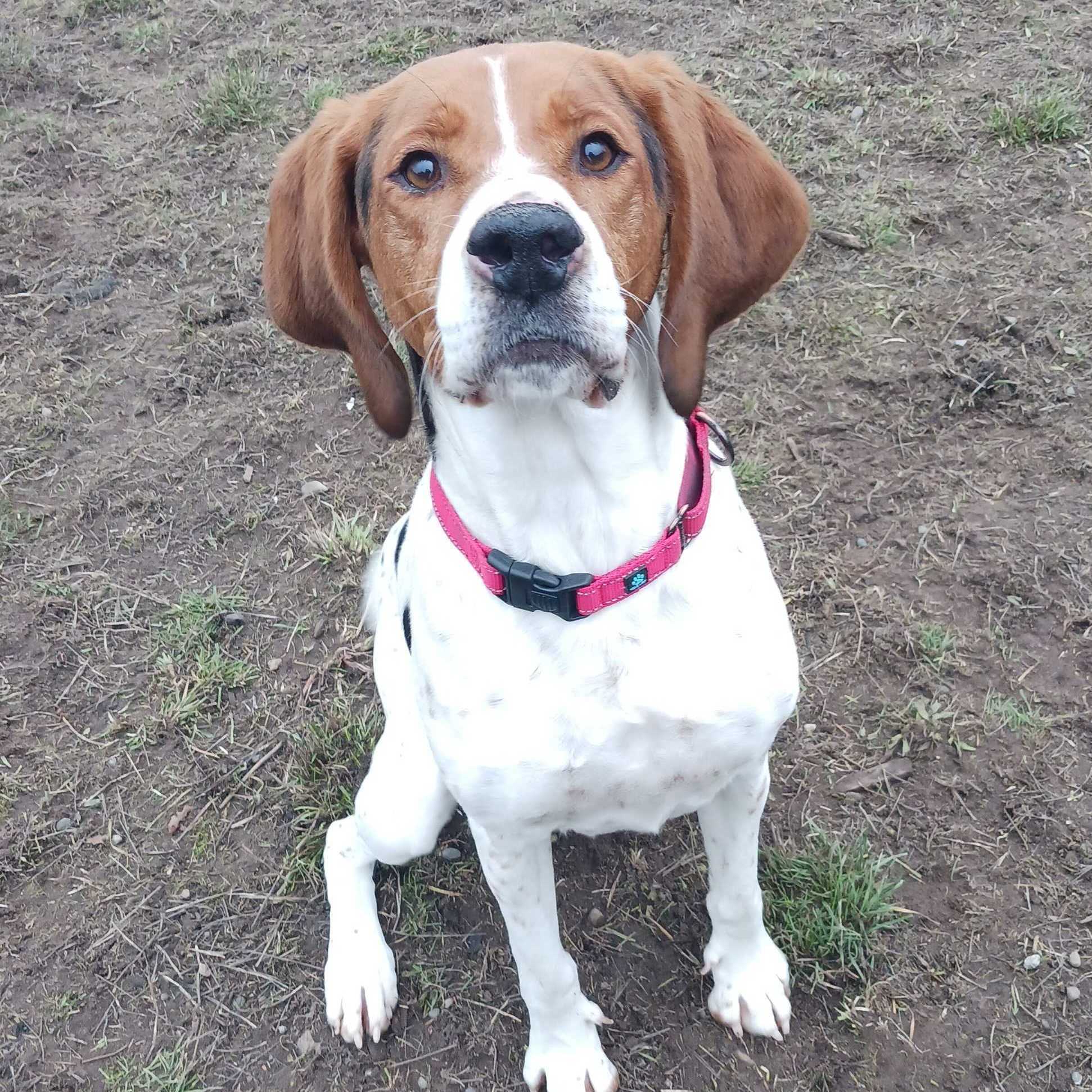 Java, an adoptable Treeing Walker Coonhound in Port Angeles, WA, 98363 | Photo Image 6