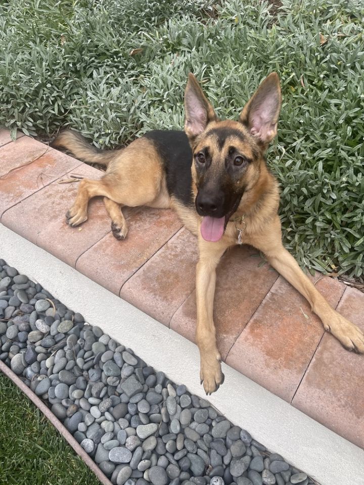 Paisley, an adoptable German Shepherd Dog & Shepherd Mix in San Diego, CA_image-4