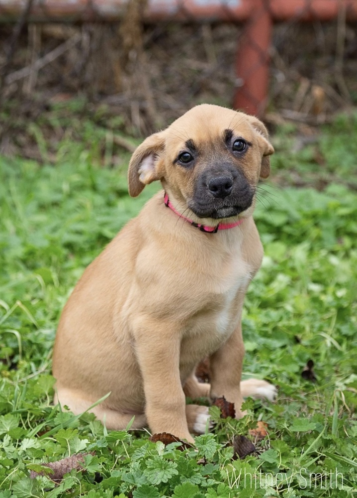 Savannah, an adoptable Rhodesian Ridgeback & Pit Bull Terrier Mix in Oklahoma City, OK_image-2