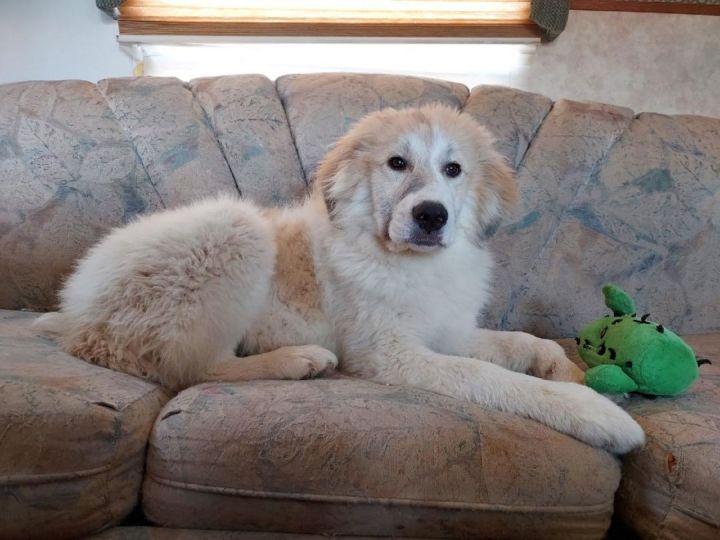 Sonora, an adoptable Great Pyrenees in GUERNSEY, WY_image-1