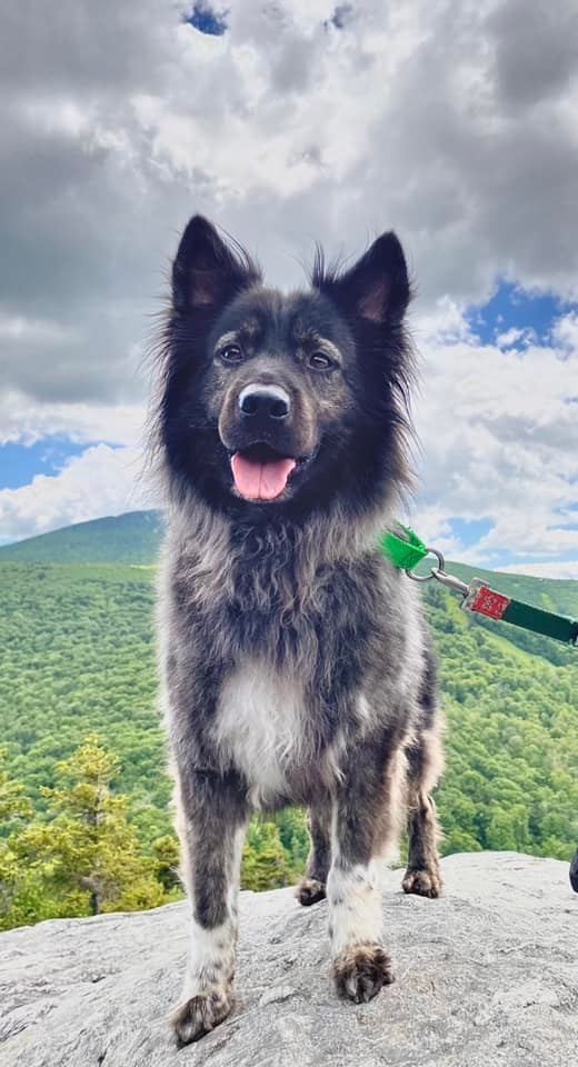 can a border collie and a keeshond be friends