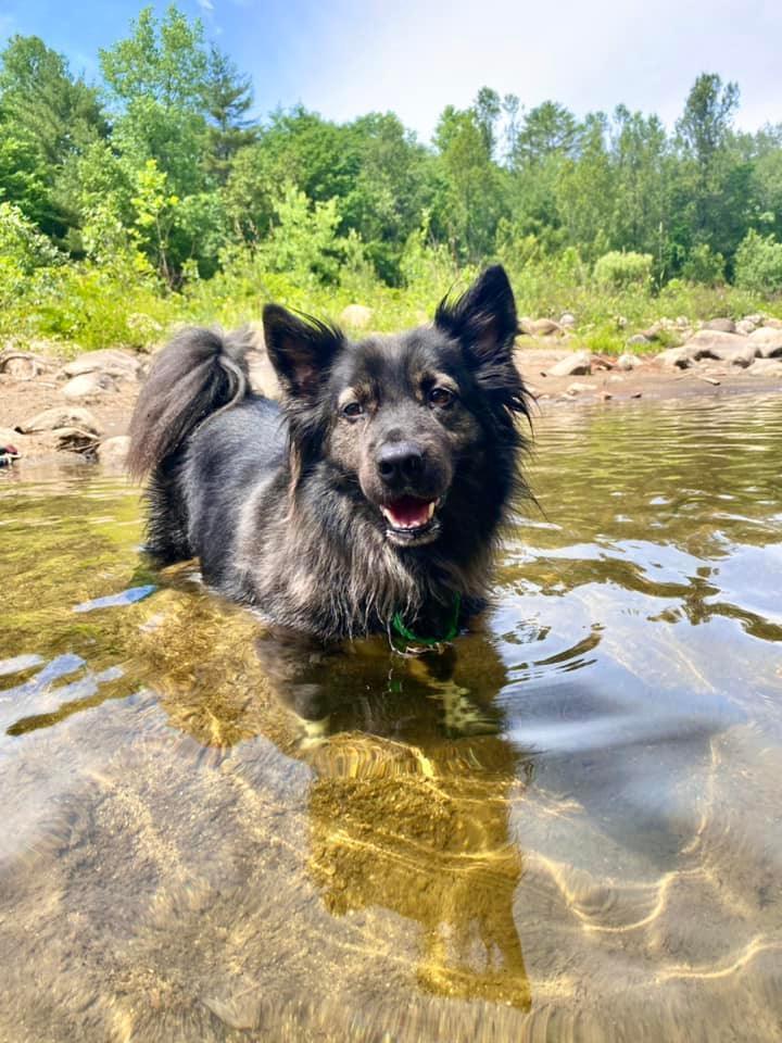 can a border collie and a keeshond be friends